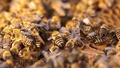 ASV maza meitenīte baidījusies, ka viņas istabā ir briesmonis. Tās bija 60 000 bišu
