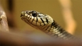 "Nosauc čūsku bijušās draudzenes vārdā!" Sidnejas zoo uzsāk neparastu Valentīndienas akciju