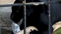 Pārkāpa norobežojumam uztaisīt selfiju - jaguārs zoodārzā ASV sagrābj sievieti
