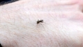 Aicina iedzīvotājus forografēt un ziņot par odiem pagrabos