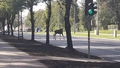 Par meža dzīvnieku tuvošanos uz ceļa brīdinās sensori