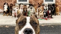 Foto: Suņu vedēji ASV katru dienu uzņem kopbildi ar četrkājainajiem mīluļiem