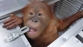 Foto: Sazāļots un ielikts grozā - Indonēzijā novērš mēģinājumu izvest jaunu orangutānu