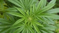Policija Bauskas novadā atklājusi marihuānas audzētavu