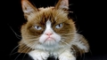 Septiņu gadu vecumā mirusi interneta leģenda "Grumpy Cat"
