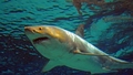 Havaju salās kādu tūristu līdz nāvei saplosījusi haizivs