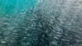 Peipusa ezerā igauņi cīnās ar masveida zivju bojāeju