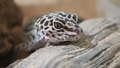 Pēc izaicinājuma apēst gekonu, Austrālijā miris trīs bērnu tēvs
