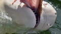 Video: Masačūsetsas štatā makšķernieku lomu graciozi pārtver Baltā haizivs