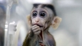 Pētniekiem izdevies radīt pirmo cilvēku-pērtiķu himeru