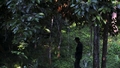 Malaizijas džungļos turpinās 15 gadus vecās meitenes meklēšana. Tiek izmantoti skaļruņi ar mātes balsi