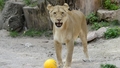 Rīgas Zoodārzs aicina dāvināt lauvu pārim bumbas