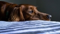 Iežmiegta aste un bēdīgas acis - no kurienes sunim rodas bailes un kā tam palīdzēt?