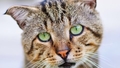 LVB: "Kaķu pilsētas" projekts apdraud dzīvniekus un sabiedrību
