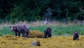 Klimata pārmaiņu dēļ pa Kanādu klīst izkāmējuši grizlilāči