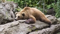 "Lai uzvar resnākais!" ASV nacionālais parks svin lāču gatavošanos ziemas miegam