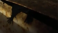 Kam tā mazā rociņa? Tartu iedzīvotājs nofilmējis kādu negaidītu viesi sastapis garāžā