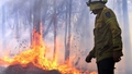 Austrālijā meža ugunsgrēkos bojā gājuši vairāk nekā 2000 koalu. Draud sugas izmiršana