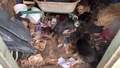 Jauna informācija par 34 suņiem, kurus atrada baisos apstākļos Kandavā