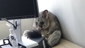 Austrālijā kādu biroju izvanda ārkārtīgi piemīlīgs oposums
