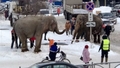 "Gribēja iegūt jaunu pieredzi." Krievijā divi ziloņi izbēg no cirka un dodas paspēlēties sniegā