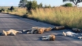 Lauvas Dienvidāfrikā izbauda cilvēku prombūtni koronavīrusa dēļ, snaužot ceļa vidū