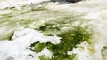 Antarktikā klimata pārmaiņu rezultātā sniegs kļūst zaļš