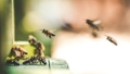 Latvijā izzūd pazīstamās Eiropas tumšās medus bites