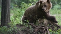 Itālijā 12 gadus vecs zēns izglābjas no lāča ķetnām