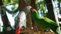 Pieci rupji papagaiļi apsaukā Anglijas zoodārza apmeklētājus