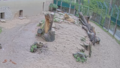 Rīgas Nacionālā zooloģiskā dārza lauvēniem var sekot līdzi tiešsaistē