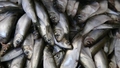 Pētījums: Latvijas iedzīvotāju zivju un jūras produktu izvēles nav ilgtspējīgas