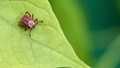 Entomologs skaidro, kādēļ Latvijā savairojušās ērces