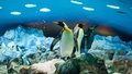 Inflācija skar arī pingvīnus Japānā: dzīvnieki zoodārzā atsakās ēst lētākas zivis