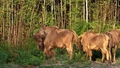 Pēc tūkstošiem gadu Apvienotajā Karalistē atgriežas savvaļas bizoni