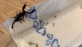 Austriete pēc atvaļinājuma Horvātijā somā atrod 18 skorpionus