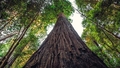 Pasaulē augstākais koks oficiāli slēgts apmeklētājiem. Par tuvošanos tam var piespriest cietumsodu