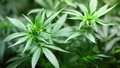 Valsts policija dzīvoklī Olainē atklāj marihuānas audzētavu