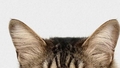 Tests: Vai tu vari atpazīt dzīvnieku, ja redzi tikai tā ausis?