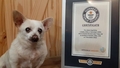 Ginesa rekordu grāmatā iekļauj pasaulē vecāko suni
