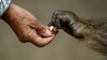 Pētījums: Cilvēki saprot žestus, ko izmanto savvaļas šimpanzes