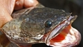 Floridu pārsteidz agresīvas "čūsku" zivis