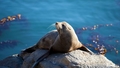 Četrās pašvaldībās atļauts medīt 20 pelēkos roņus zinātniskās pētniecības nolūkos