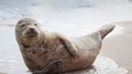 Rīgas zooloģiskā dārza dzīvnieku pulku papildina roņu mazulis