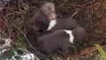 VIDEO ⟩ Limbažu pusē manīti lāču mazuļi. Biologs apšauba dzīvnieku izdzīvošanu