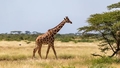 Pētījumā atklāti dīvaini fakti par žirafu seksu