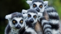 VIDEO ⟩ Rīgas zooloģiskā dārza lemuri sagaidījuši mazuli