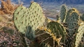 Kaktusi strauji izplatās negaidītā pasaules reģionā
