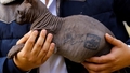 FOTO ⟩ Narkotiku karteļa banda Meksikas cietumā aptetovē kaķi. Izglābtais kaķēns meklē jaunas mājas