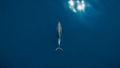 VIDEO ⟩ Zināma jauna informācija par Ķesterciemā izskaloto delfīnu